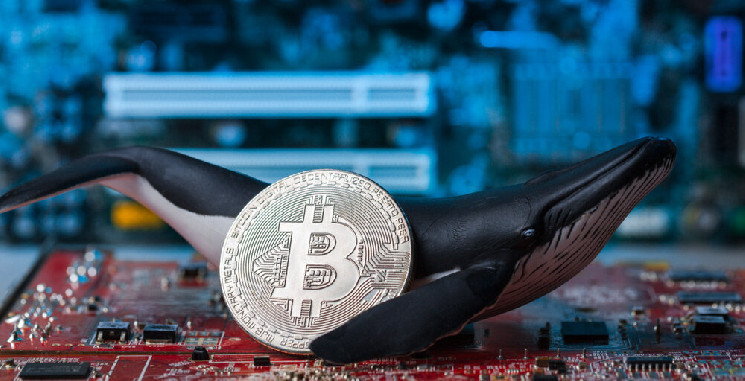 This Sleepy Bitcoin Whale Was Sitting on $61 Million—Now It's on the Move