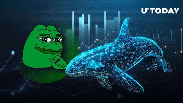 Major Pepe Whale Capitulates