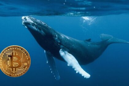 “Bitcoin whales’ appetite is back with a vengeance”