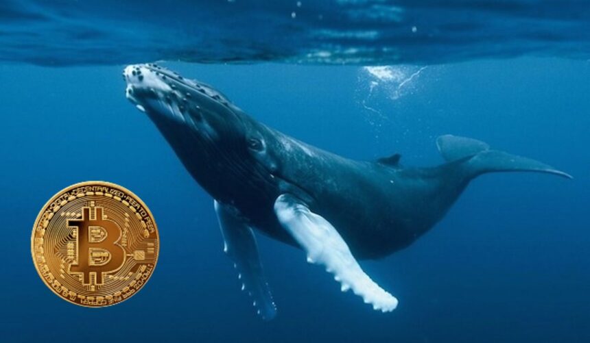 “Bitcoin whales’ appetite is back with a vengeance”