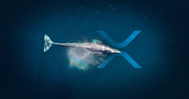 XRP Whales Prefer These Exchanges the Most! Here's Why!