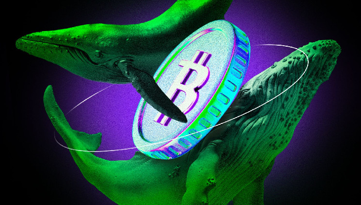 Bitcoin Whales HODL as New Signals Suggest Bull Cycle Is Not Over