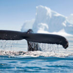 An image of a whale’s tail in the ocean