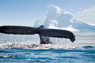 An image of a whale’s tail in the ocean